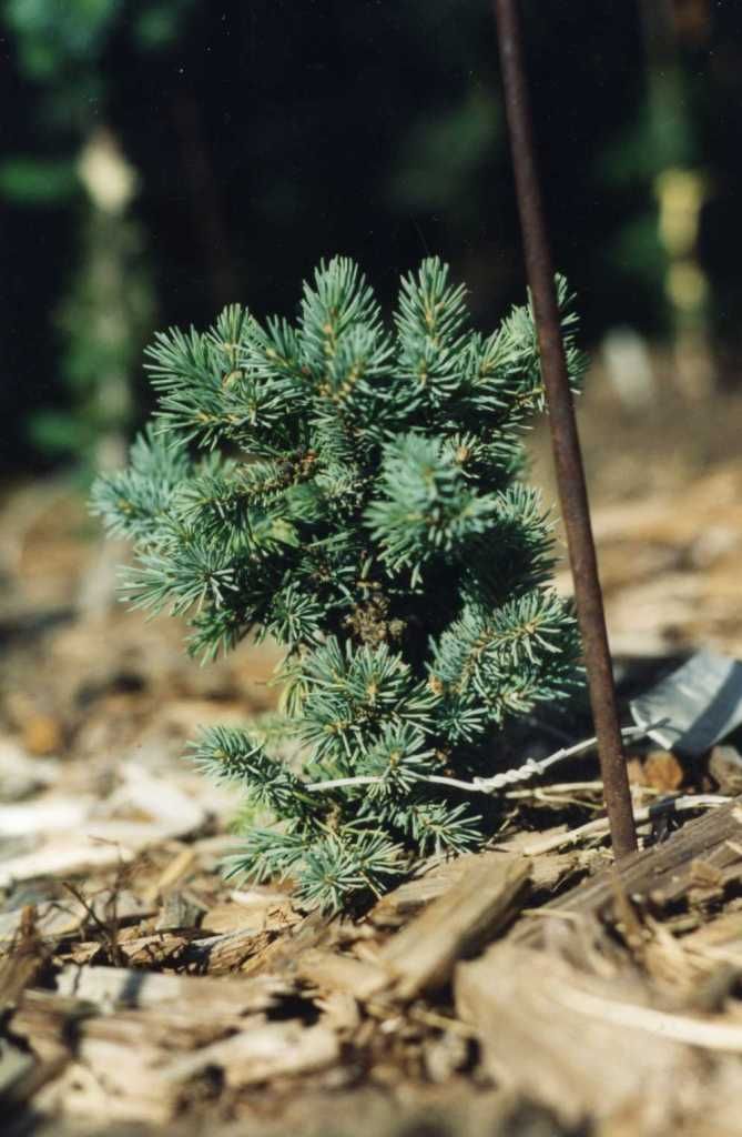 JUNIPERUS